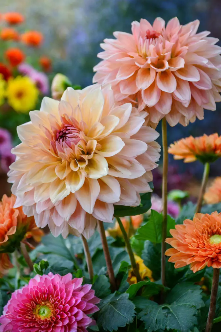 The Diverse World Of Dahlias: Explore these Cultivars for spring