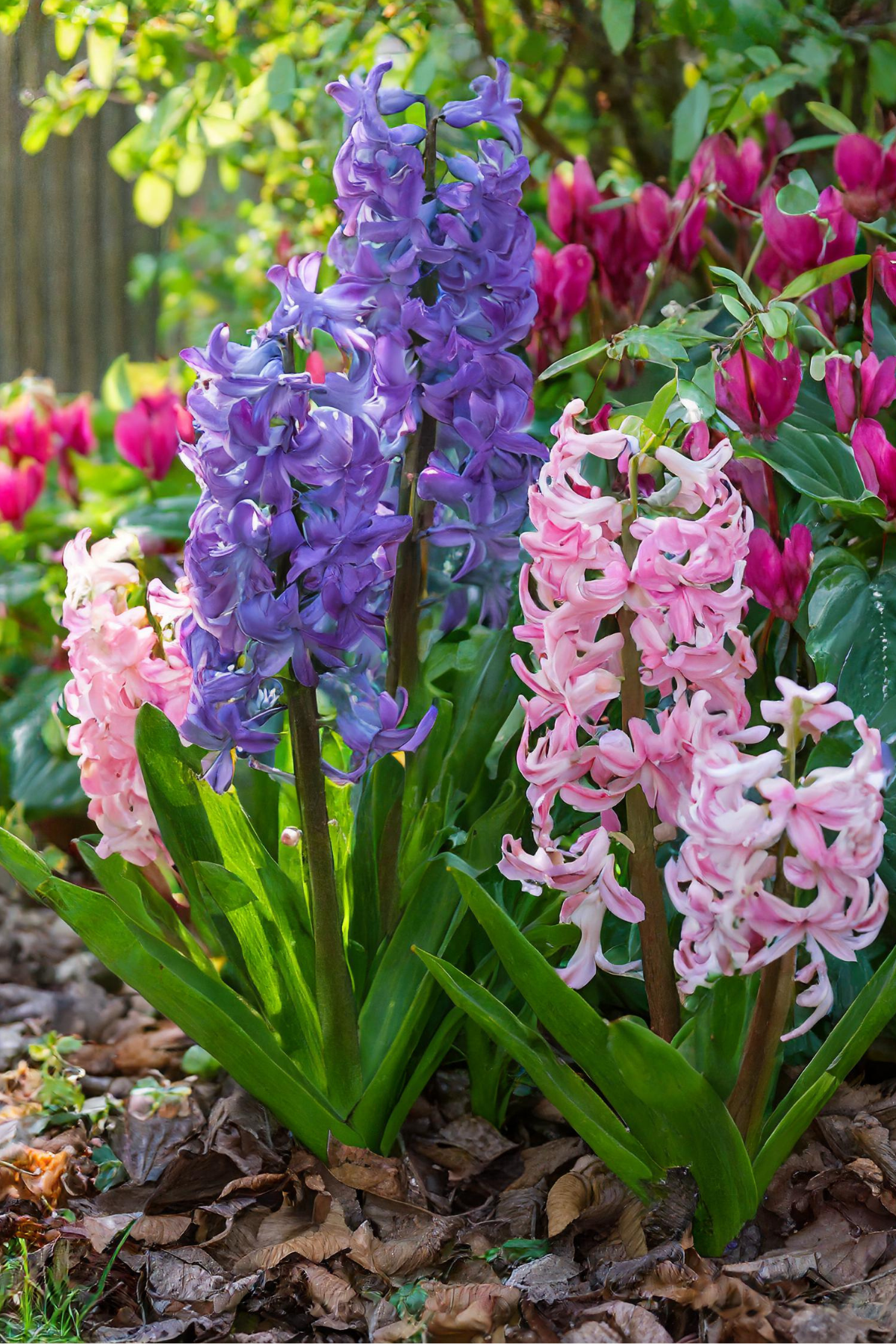 Hyacinths growing in front of a Dicentra bleeding heart