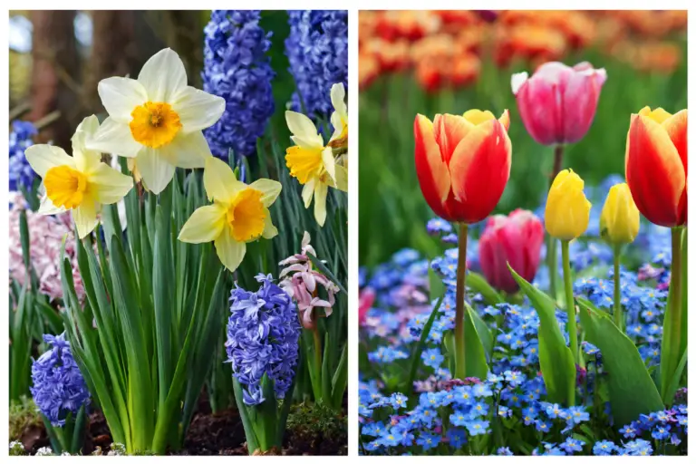 Jaw-Dropping Spring Gardens: Secrets to Pairing Bulbs That Every Gardener Must Know