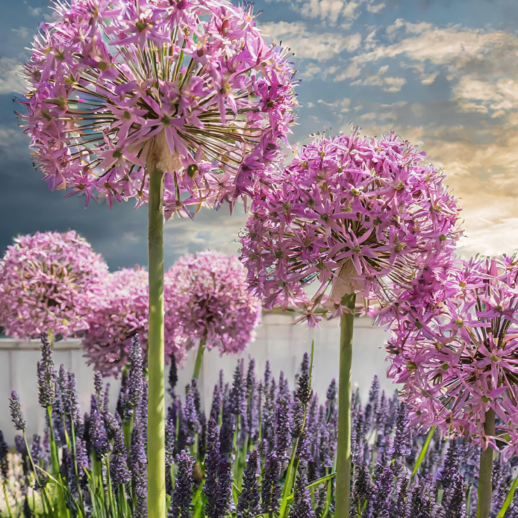 Alliums and and Lavender