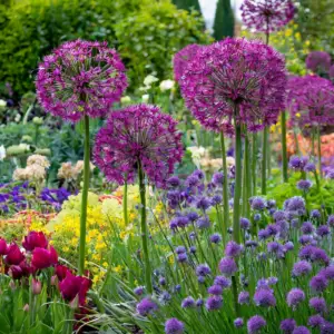 Alliums and and companions