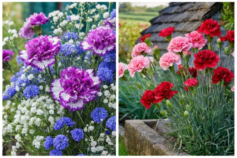 From Boring to Breathtaking: Discover the Top Flowers to Pair with Carnations!