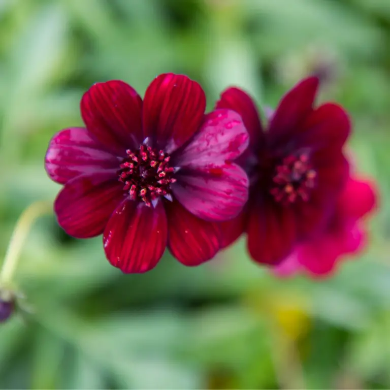Growing Chocolate Cosmos: A Sweet Journey in Your Garden