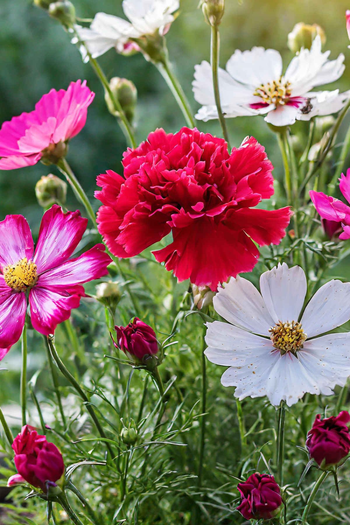 Cosmos and carnations