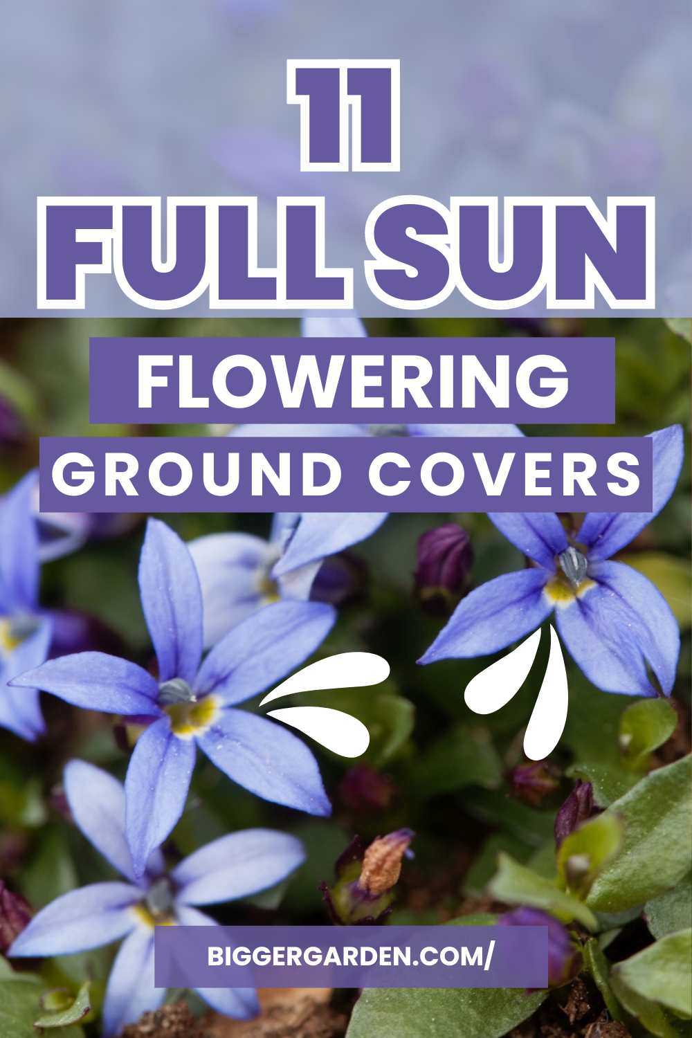 D 1 Full Sun Flowering Ground Covers