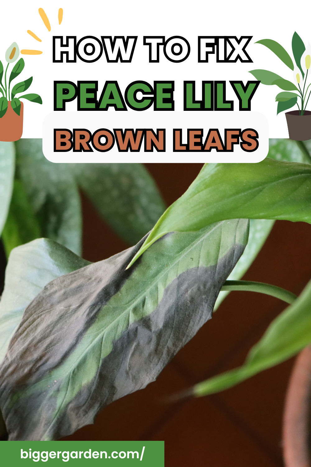 PEACE LILY BROWN LEAFS 1