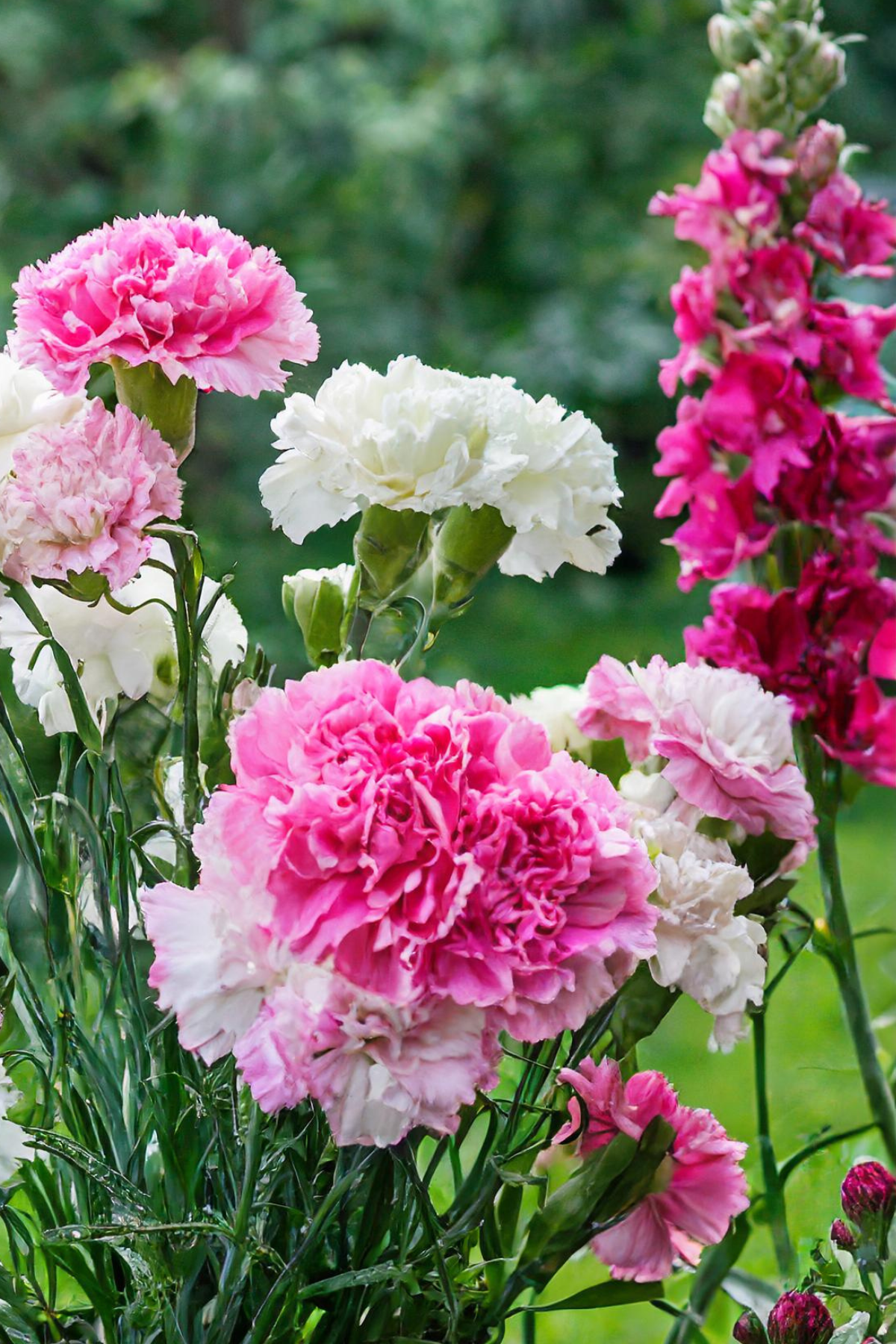 Snapdragons and carnations 1