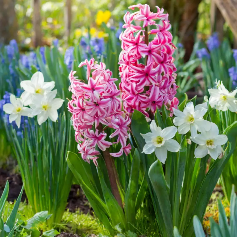Could You Be Planting Bulbs Better? Discover the Secrets to Perfect Blooms for Spring & Summer