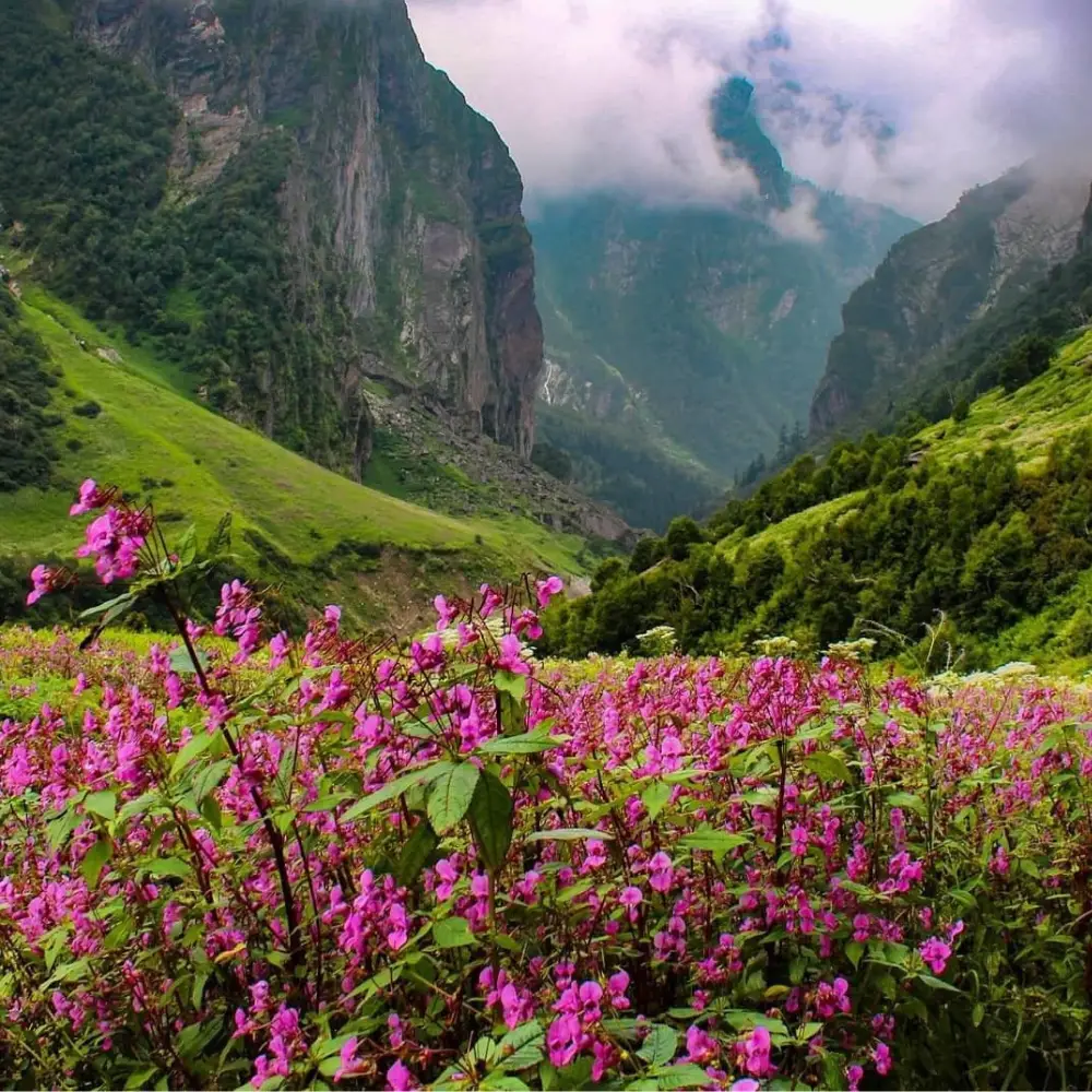 Valley of Flowers National Park happygotrips