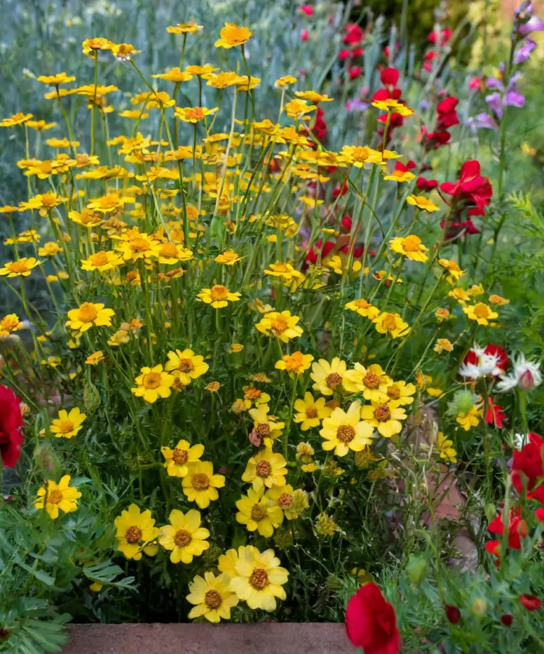 Moonbeam Coreopsis: A Gardener’s Guide to Growing This Luminescent Perennial
