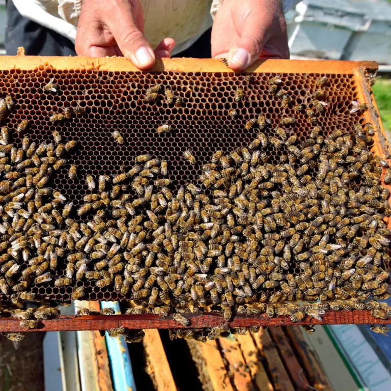 2023 Marked one of the worst years for honey bee populations – What Can Be Done?