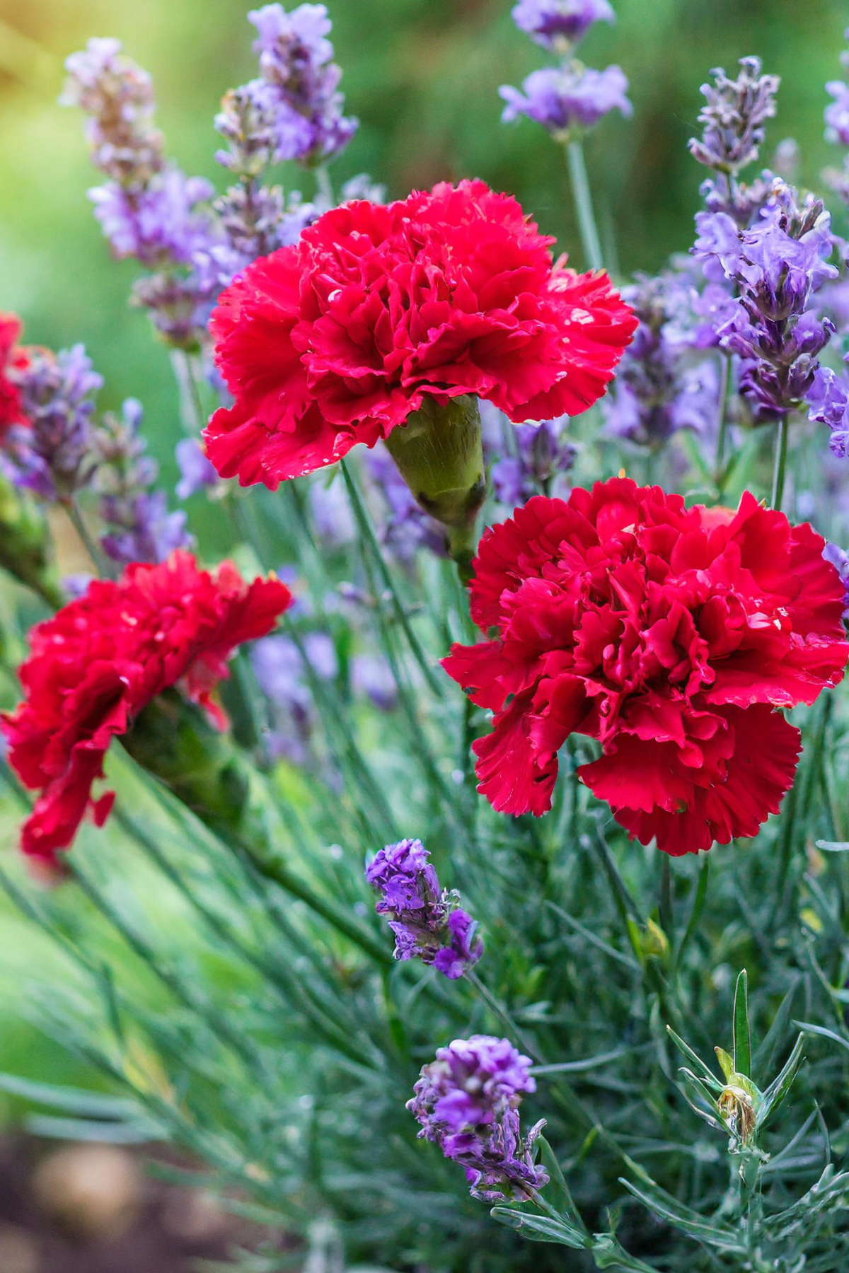 lavender and carnations