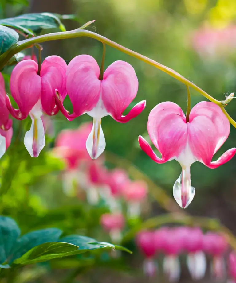 Crafting a Cohesive Garden: Integrating Bleeding Hearts with Companion Plants