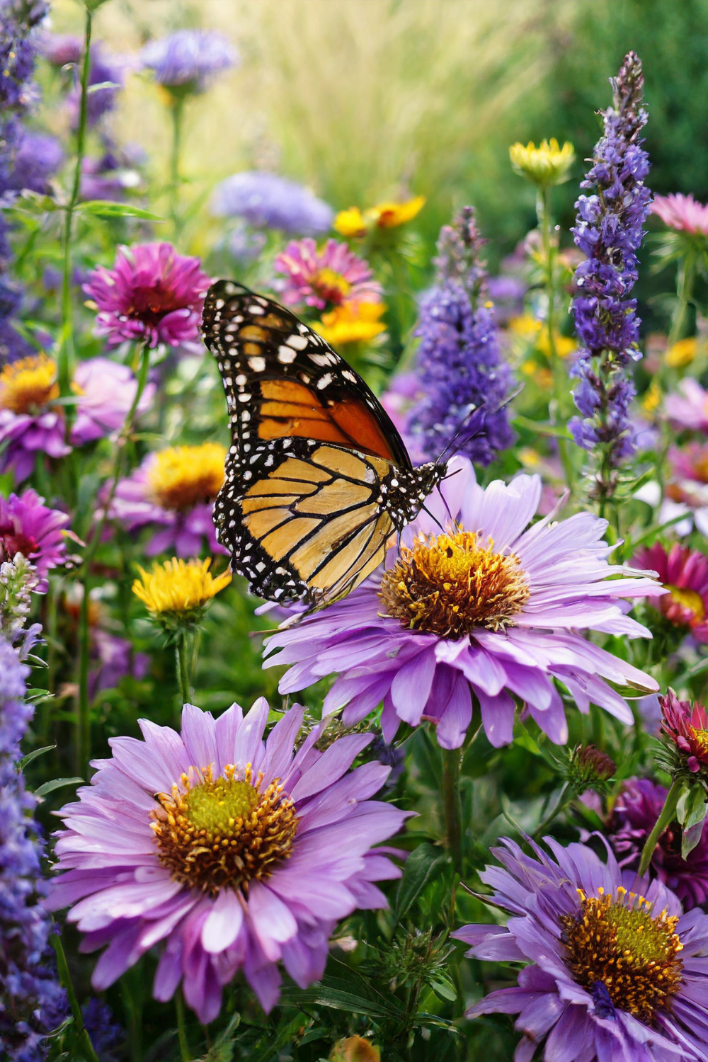 Butterfly and aster flowers