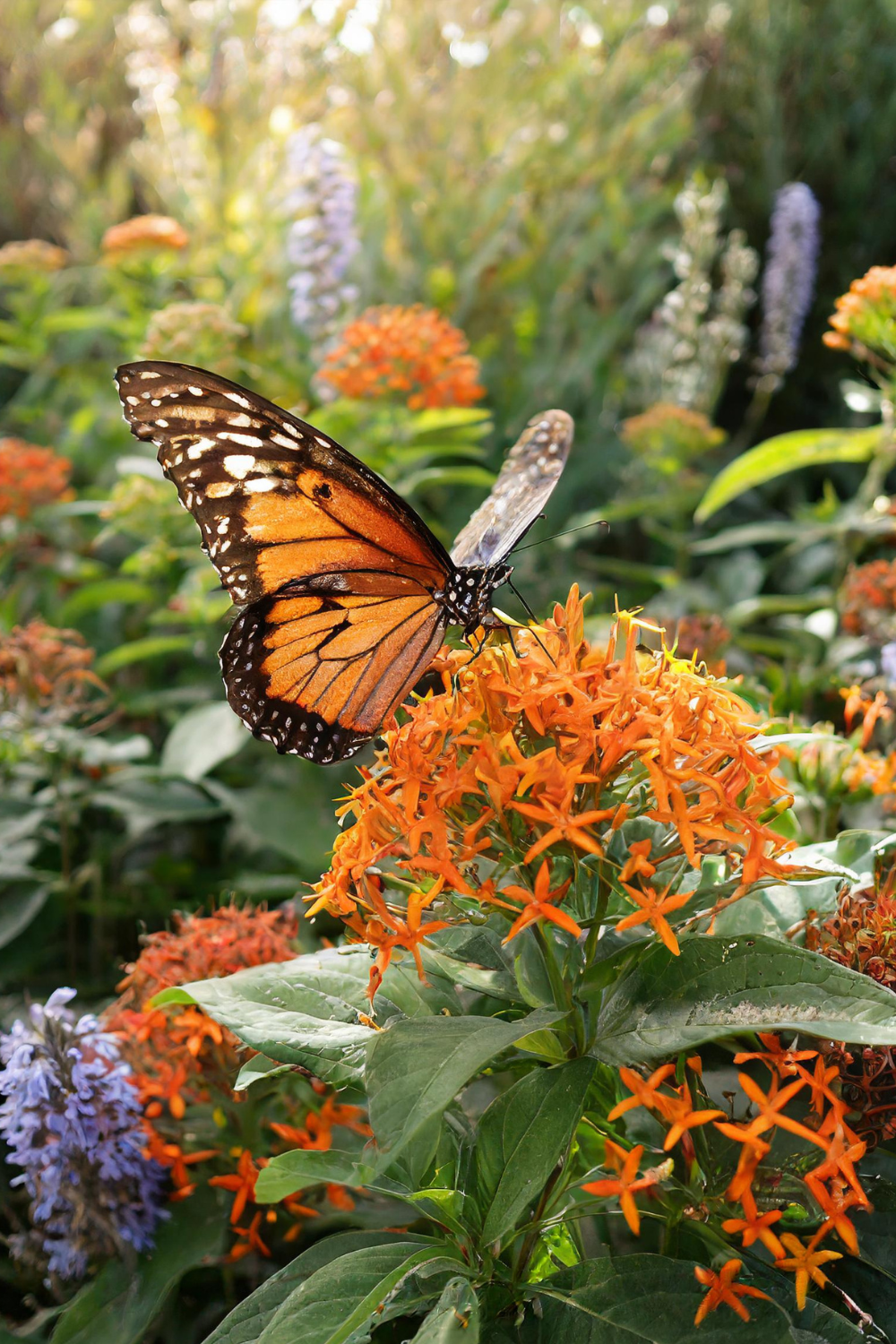 Butterfly and butterfly weed flower