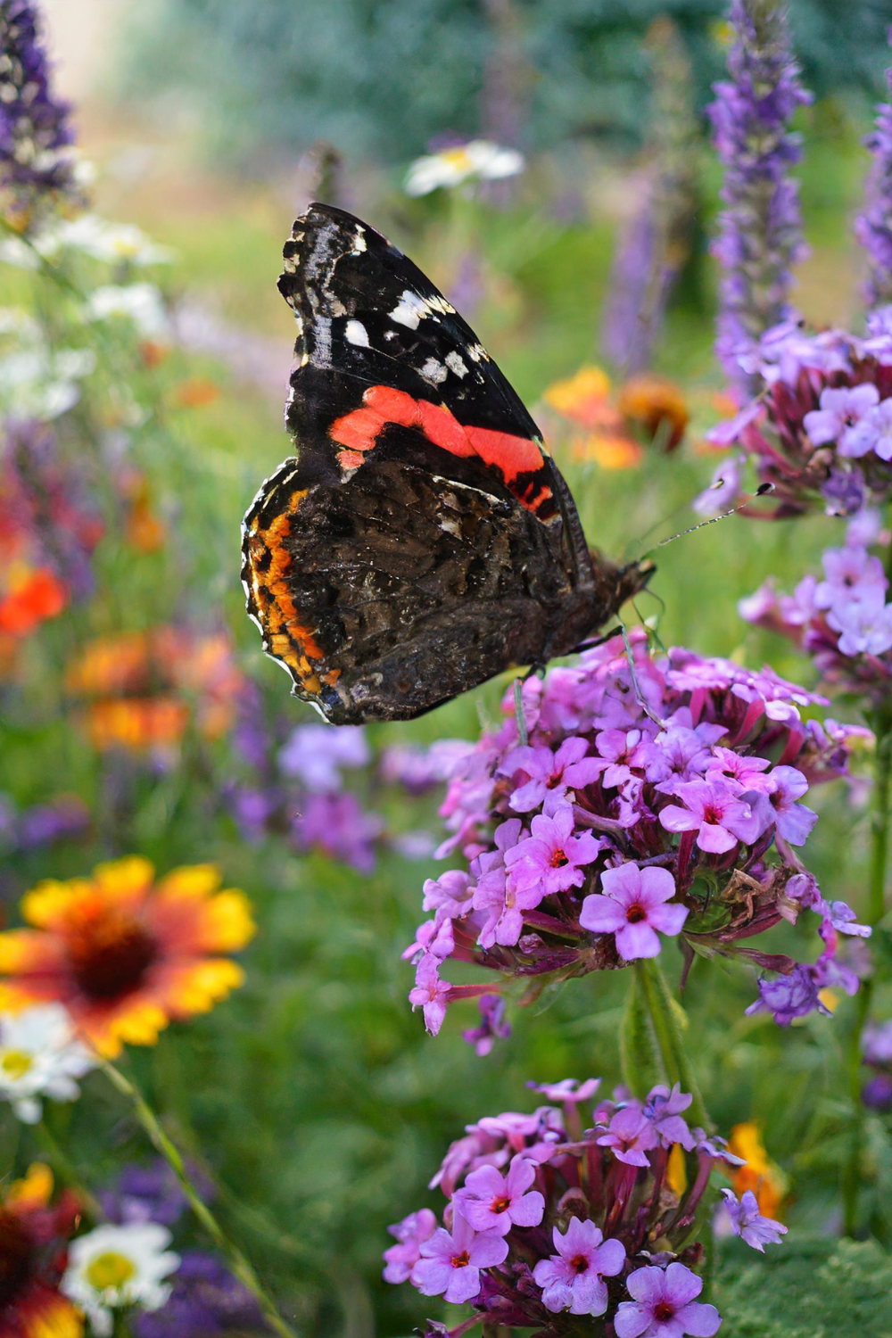 Butterfly and verbena flower