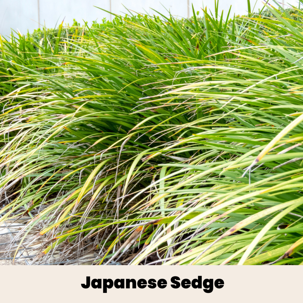 Japanese Sedge