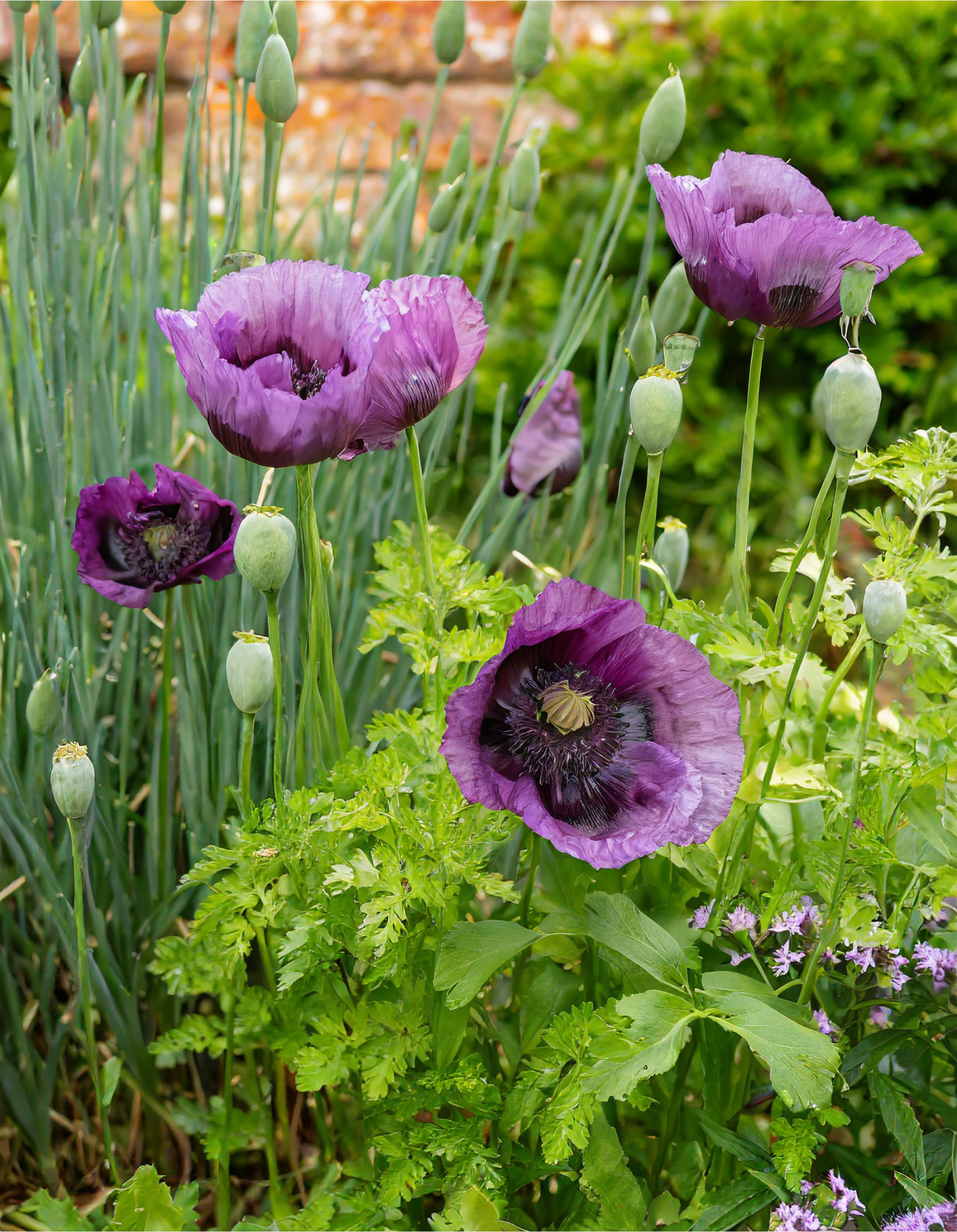 Poppies and chives