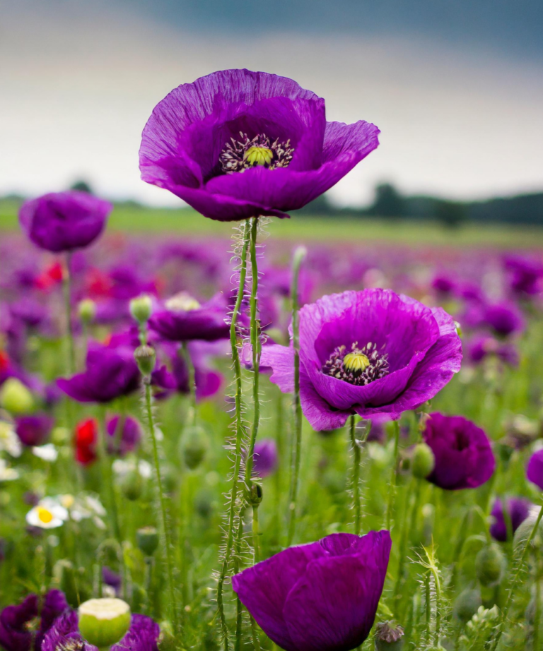 Crafting a Purple Poppy Paradise: 7 Flower Arrangement Ideas for Your Garden