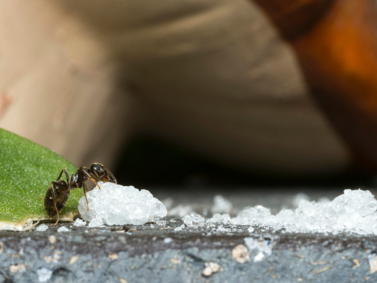 Ant eating sugar
